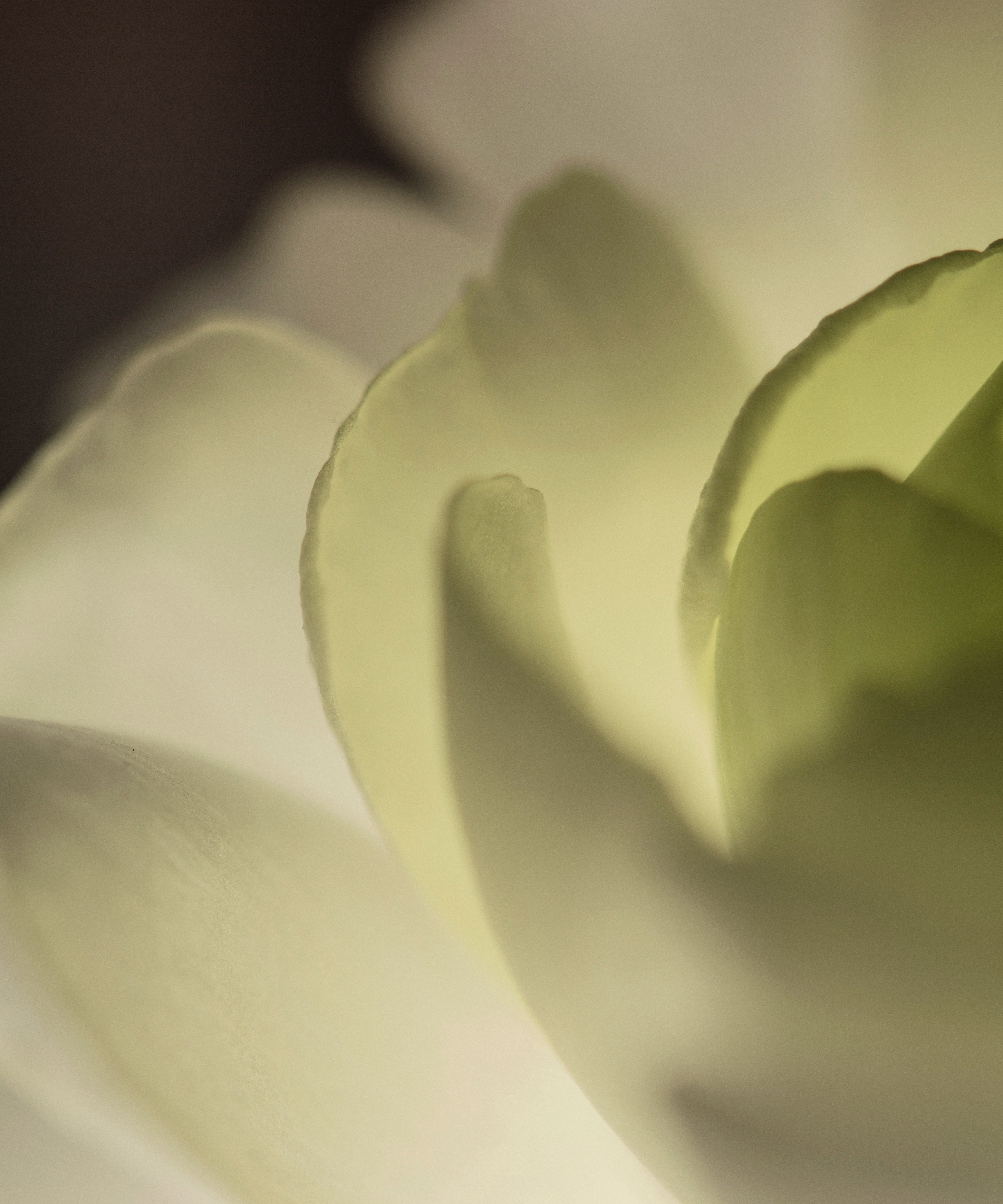 Skin & The Importance of Your Lymphatic System