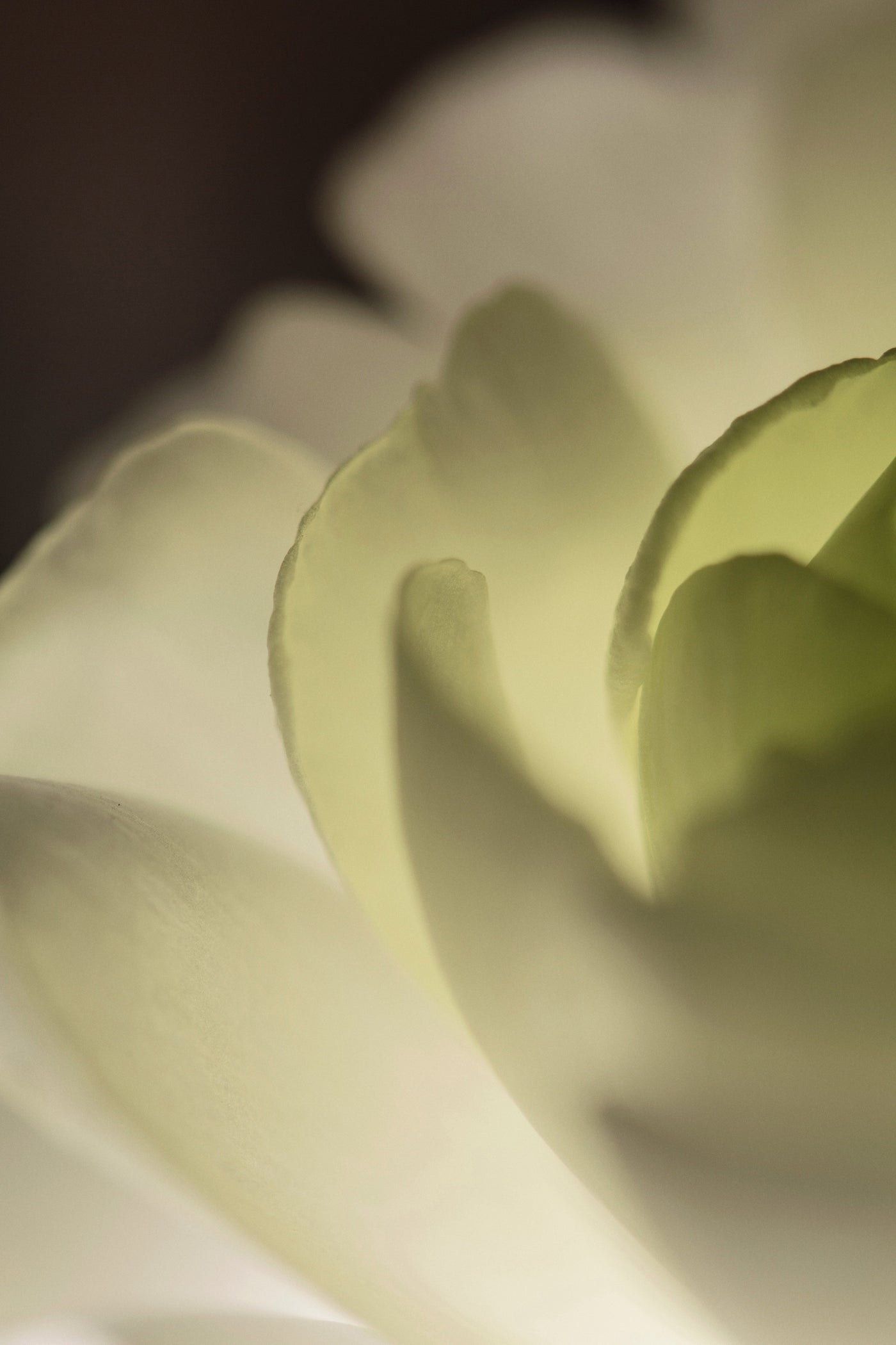 Skin & The Importance of Your Lymphatic System
