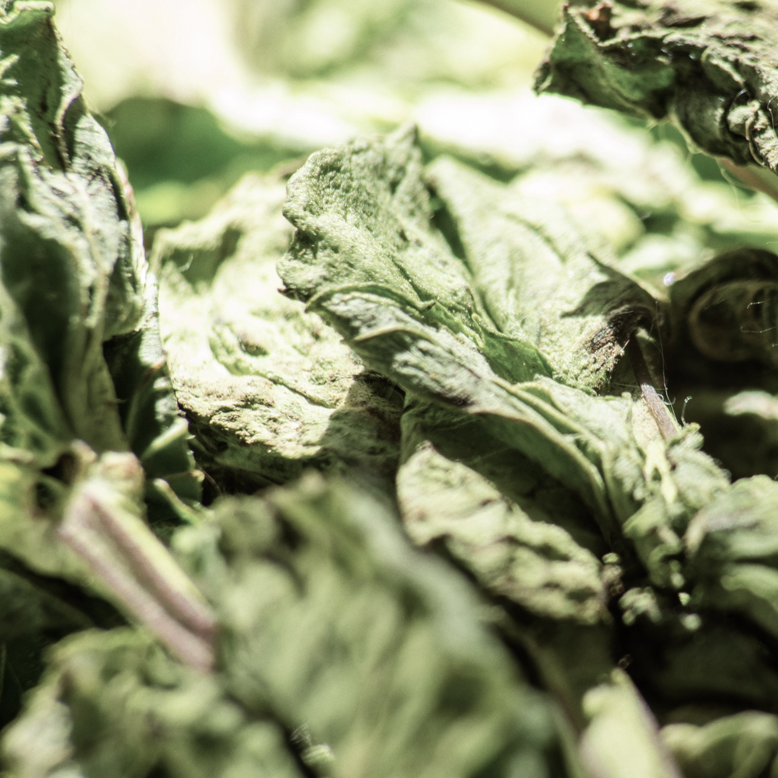 A Cautionary Word on Spearmint Tea for Acne